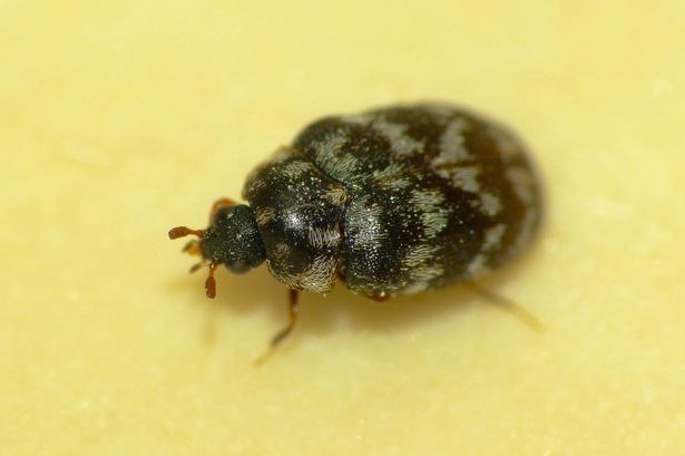 beetle pest control & beetle treatment melbourne