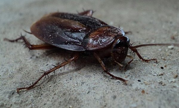 Cockroach Pest Control in Melbourne