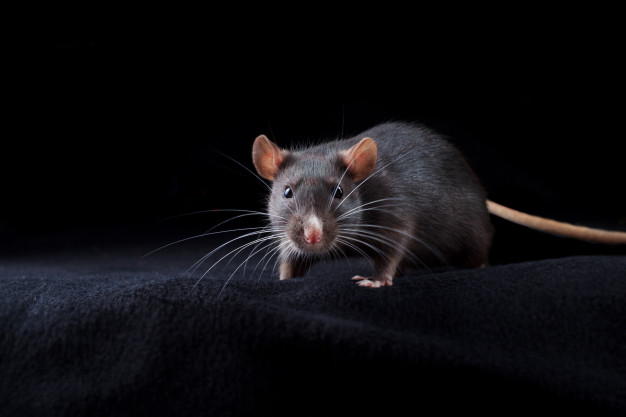 Rodent Removal Melbourne | Mouse Removal Melbourne