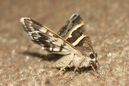 Moth Control Melbourne