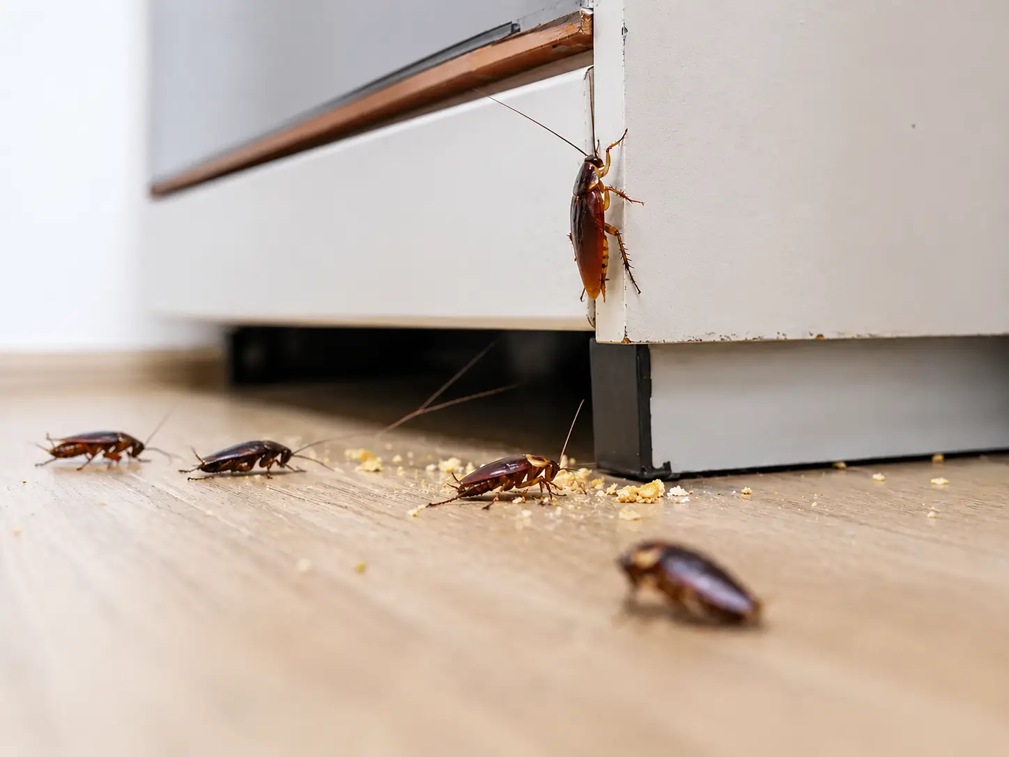 How to Get Rid of Cockroaches How to Get Rid of Cockroaches