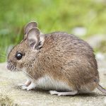 Rodent Treatment Melbourne Victoria