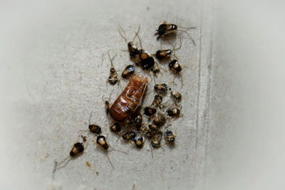 Baby German Cockroaches