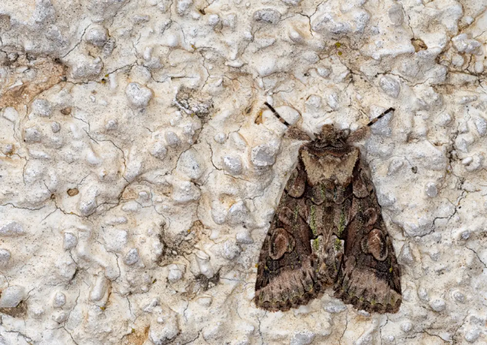 types of moth
