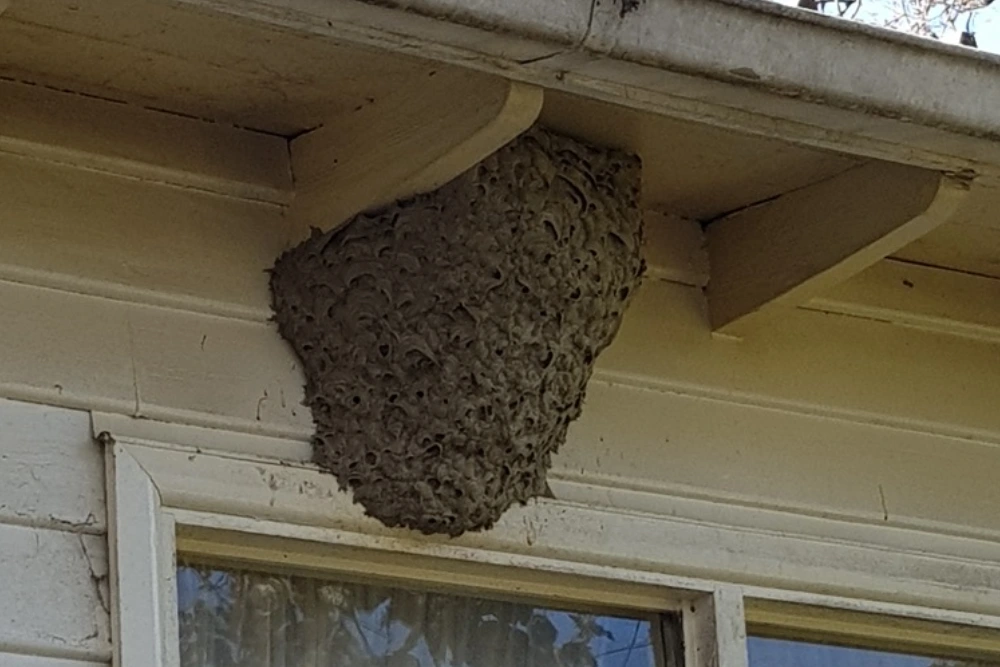 Wasp Control Melbourne Wasp Control Melbourne