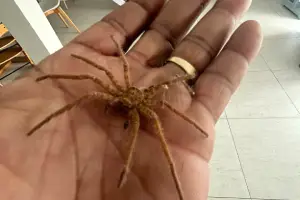 Spiders in gardens and sheds